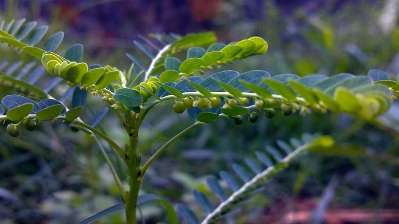 Chanca Piedra – naturalny sposób na kamicę nerkową